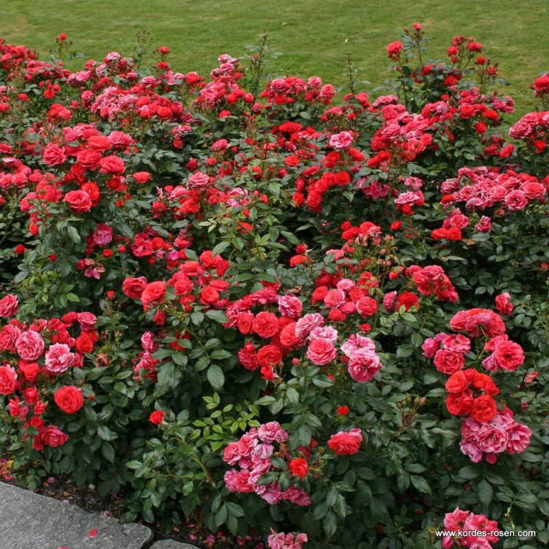 Ruža ´Cherry Girl´