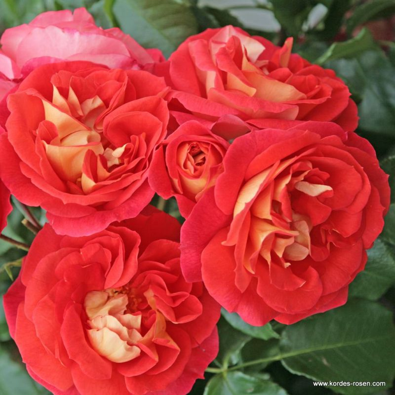 Ruža ´Gebrüder Grimm´