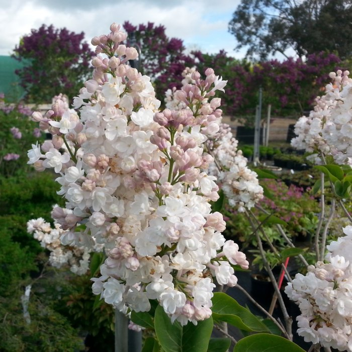 Orgován ´Beauty of Moscow´ na kmienku