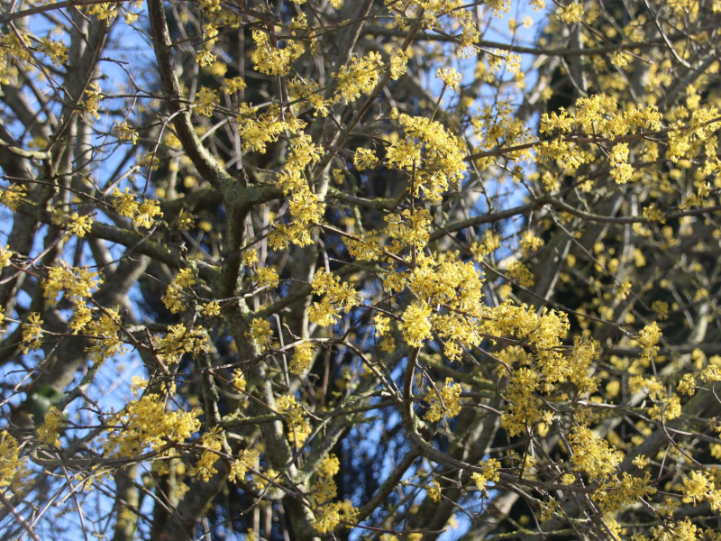 Drieň obyčajný ´Jolico´ 160cm