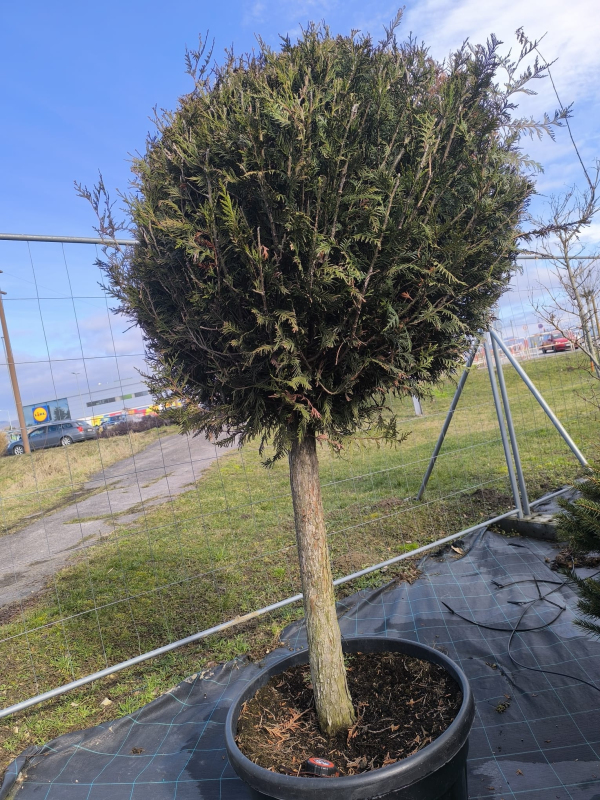 Tuja smaragdová ´Guľa´ na kmienku