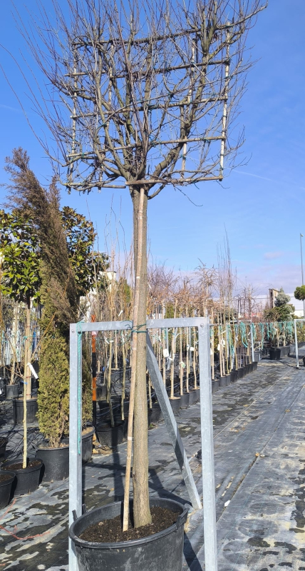 Slivka čerešňoplodá ´Pissardi´ - Špalliera