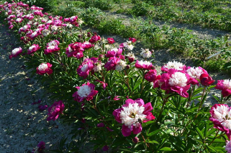 Pivonka čínska  ’White Cap’