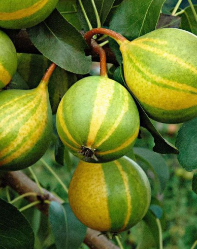 Hruška ´Schweizer Hose´ jesenná, podp. Hruška planá, kont. 5l