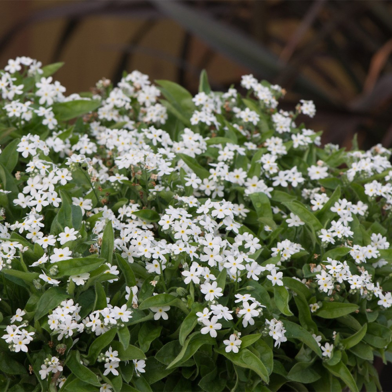 Nezábudka lesná ´Biela´