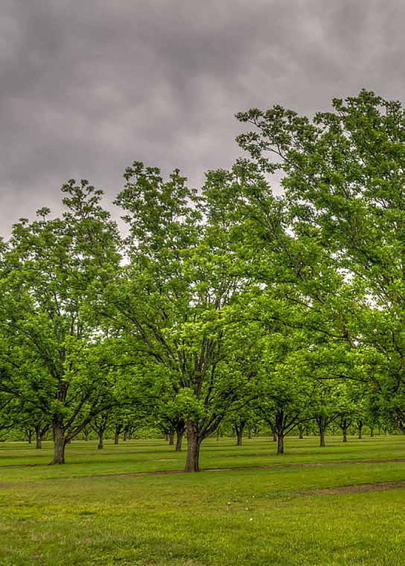 Pekanový orech, Hikória pekanová ´Choctaw´