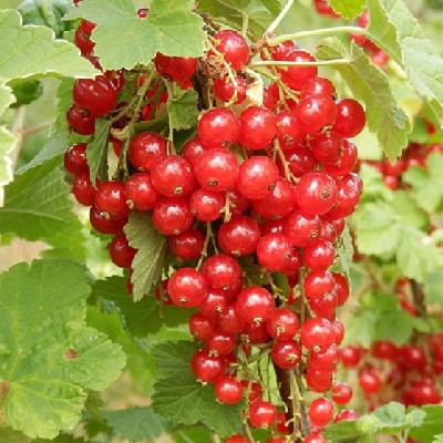 Ríbezľa červená ´Junifer´ KER