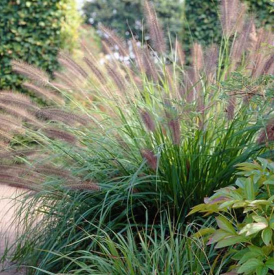 Perovec psiarkovitý ’Viridescens’