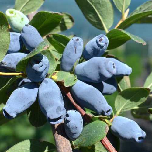 Zemolez kamčatský ´Aurora´