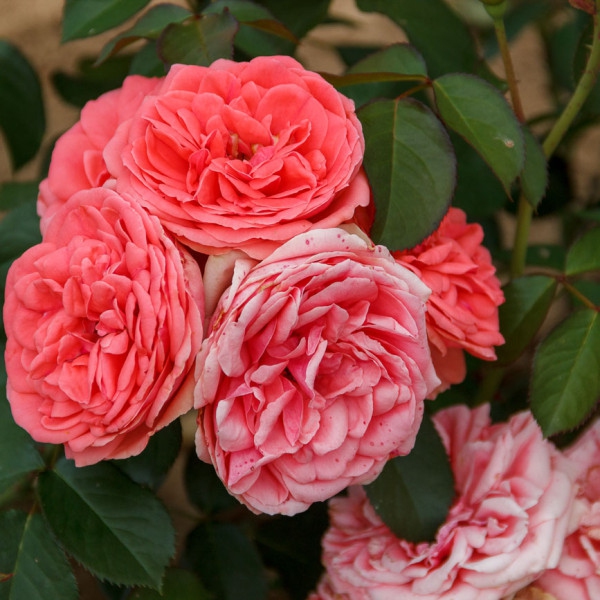 Ruža stromčeková ´Kimono´