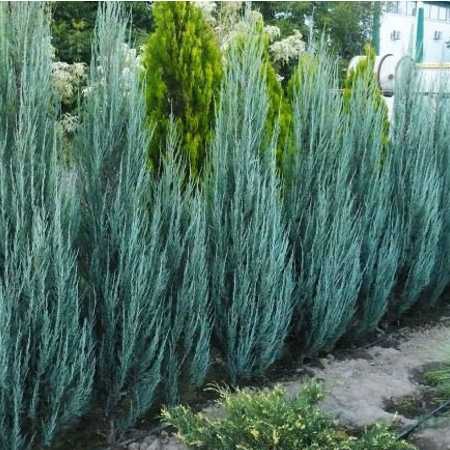 Borievka viržínska ‘Blue Arrow’