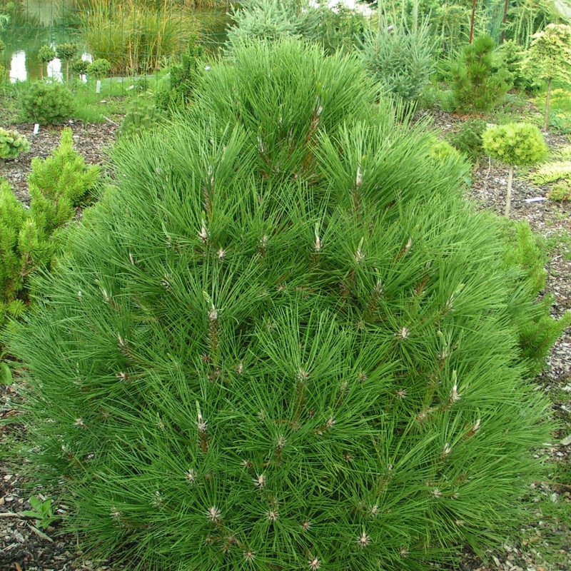 Borovica čierna ’ Spielberg ’