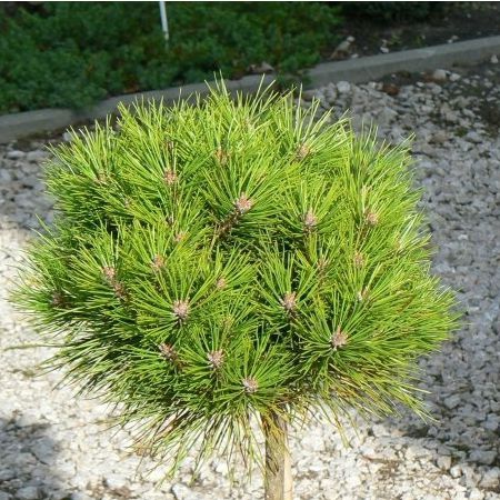 Borovica čierna ’ Bambino’ na kmienku