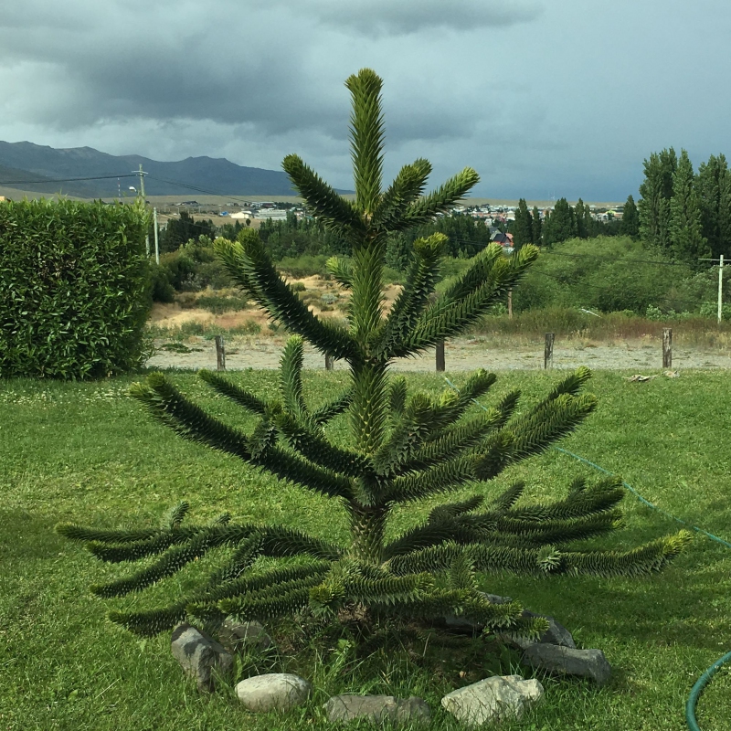 Araukária andská 40/50cm