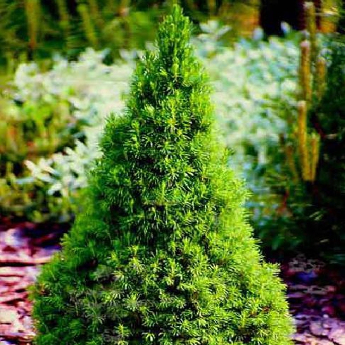 Smrek biely ´December´