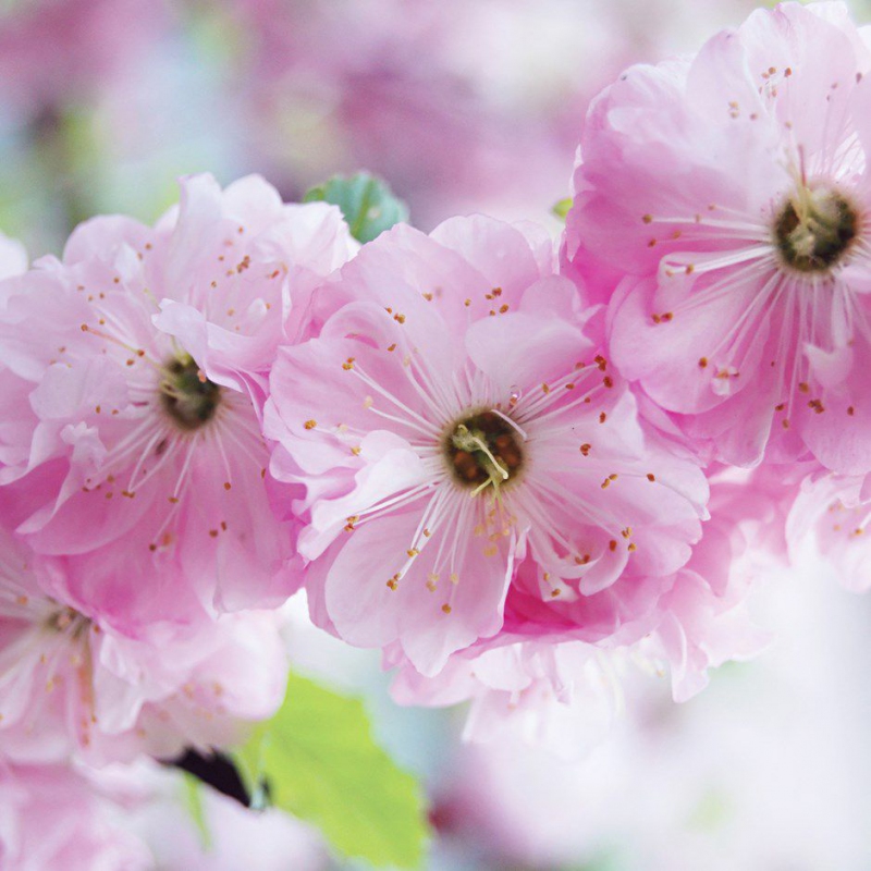 Mandľa trojlaločná