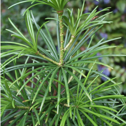 Dáždnikovec praslenovitý 30/40cm