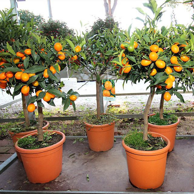Citrónovník pomarančový - pomaranč