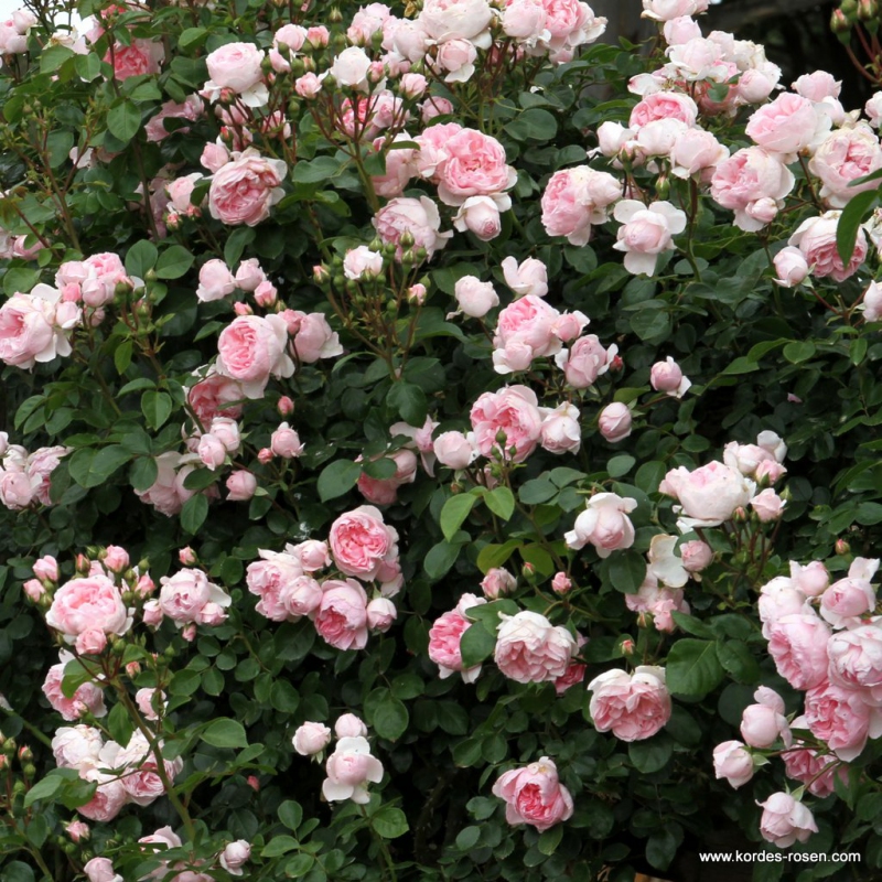 Ruža ´Cinderella´