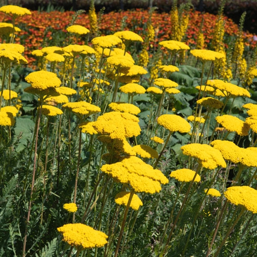 Rebríček ´Cloth of Gold´