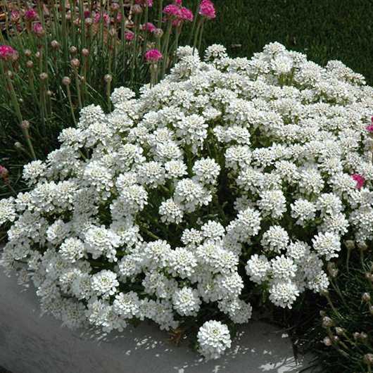 Iberka vždyzelená ´Tahoe´