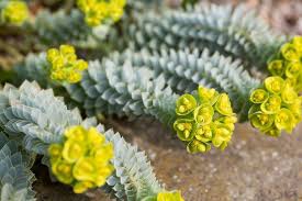 Mliečnik myrtovitý