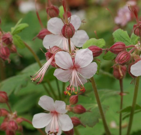 Pakosť podzemkatý ´Spessart´