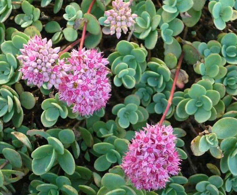 Rozchodník ’Bright Pink’