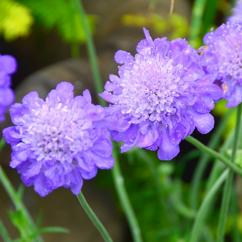 Hlaváč ´Mariposa Blue´