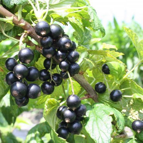 Ríbezľa čierna ´Cassisima Noiroma´  KER