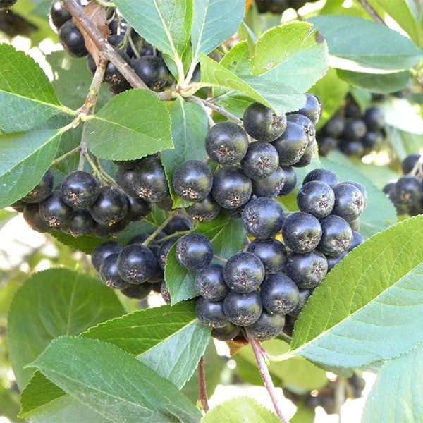 Aronia ´Viking´