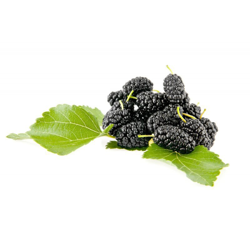 Moruša ´Milanówek´