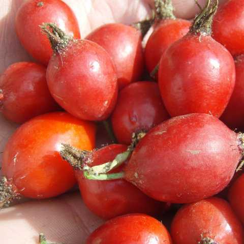 Ruža plodová (šipková)