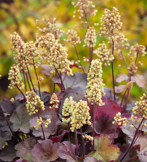 Heuchera Little Cutie ´Blondie´