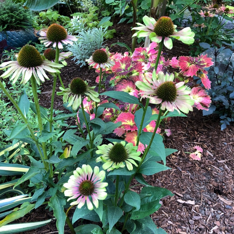 Echinacea ´Green Twister´