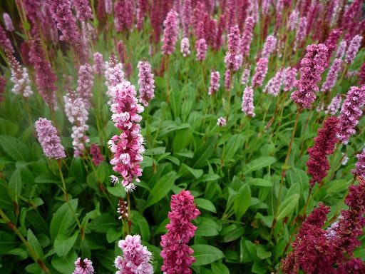 Horčiak ´Darjeeling Red´