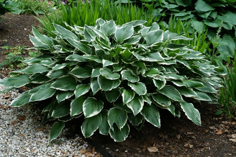 Hosta  ´Francee´