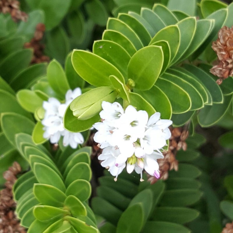 Hebe ´New Zeland Gold´