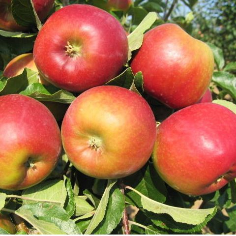 Jabloň ´Mio´ letná, podpn. MM106, voľnok.