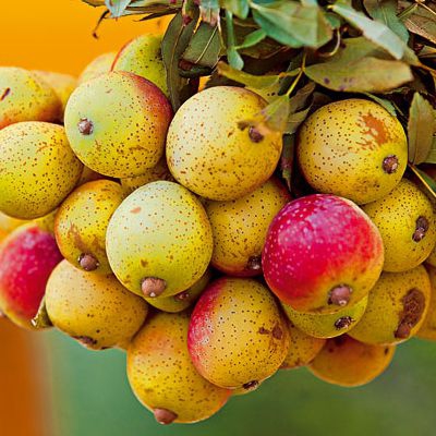 Oskoruša ´Hrušková´, podp. Oskoruša semenáč, voľnok.