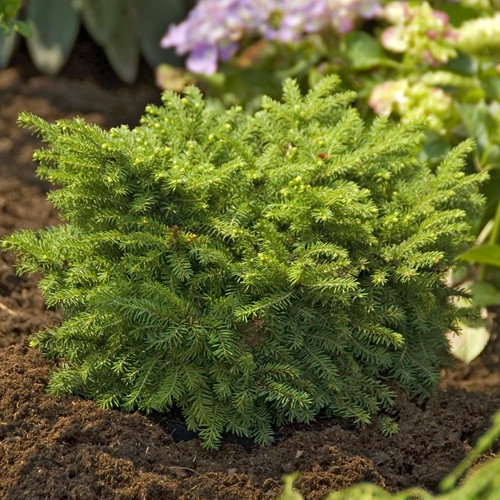 Smrek balkánsky ´Karel´