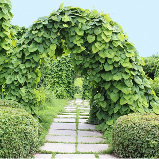 Vlkovec veľkolistý