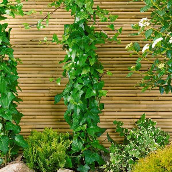 Brečtan popínavý ´Mein Hertz´