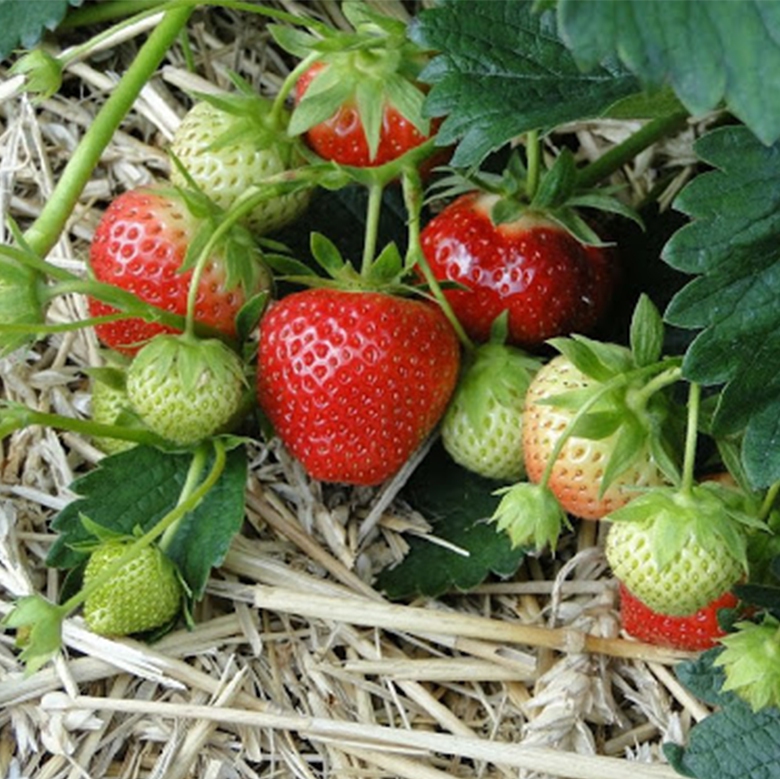 Jahoda ´Induka´ stredne skorá odroda