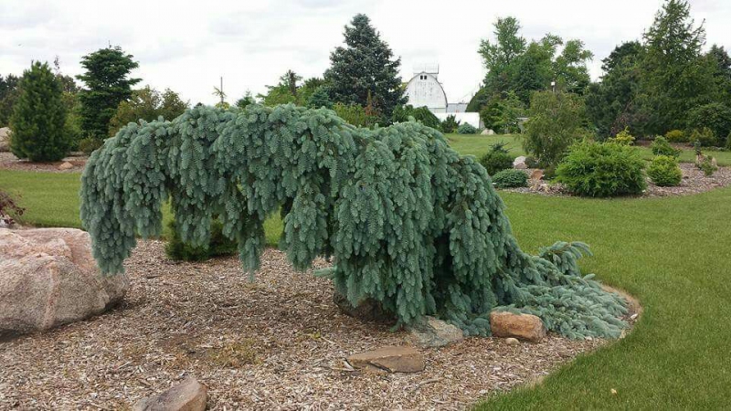 Smrek biely ´The Blues´