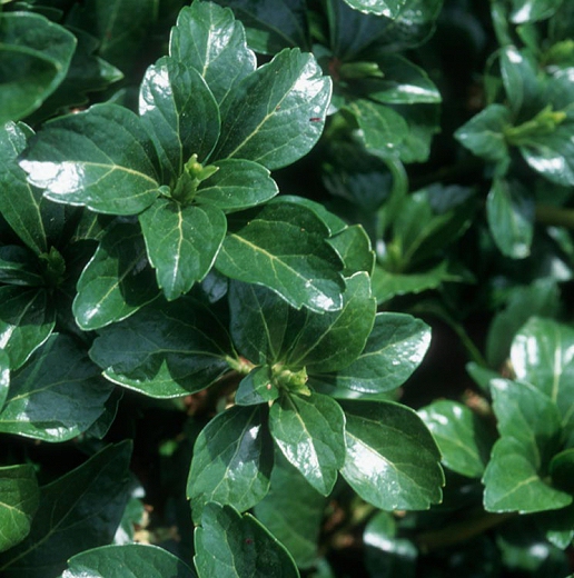 Pachysandra vrcholová ´Green Sheen´