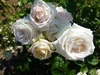 Ruža ´Madame Anisette´