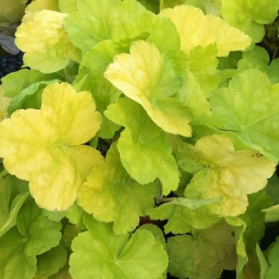 Heuchera ´World Caffe Romano´