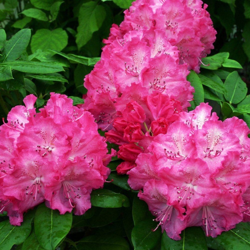 Rododendron  "Germania"
