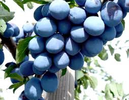 Slivka stĺpová ´Imperial´, podp. Myrobalán, voľnok.